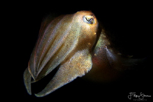 Portret of a juvenile cuttlefish, Zeeland, The Netherlands. by Filip Staes 